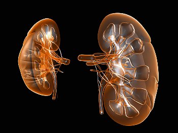 Scientific view of kidneys