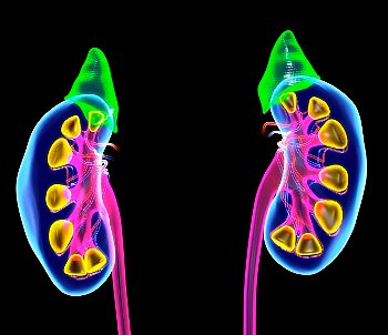 Artwork displaying colorful kidneys