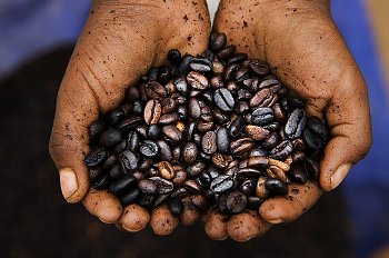Person holding coffee beans in their hands