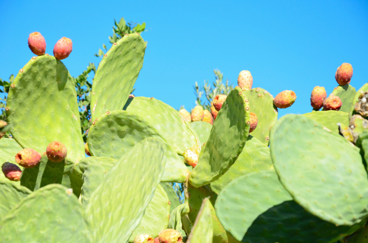 Nopales!