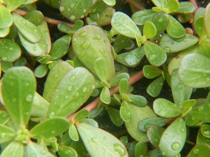 Purslane (Portulaca oleracea) leaves after rain in summer.